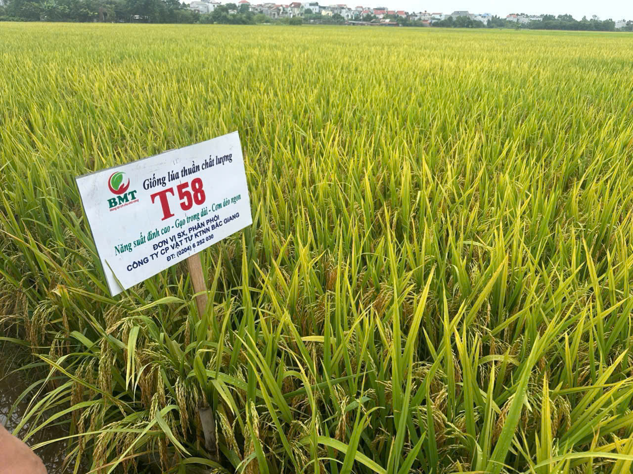 Tân Yên: Giống lúa thuần T58 năng suất vượt trội